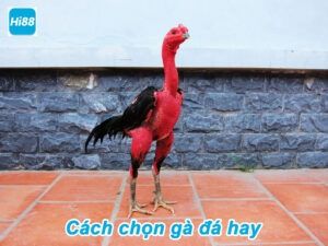 cach chon ga da